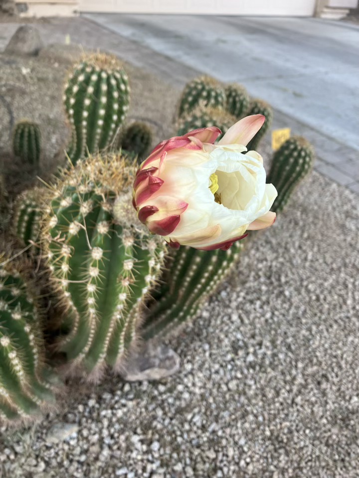Cactus Flower 1