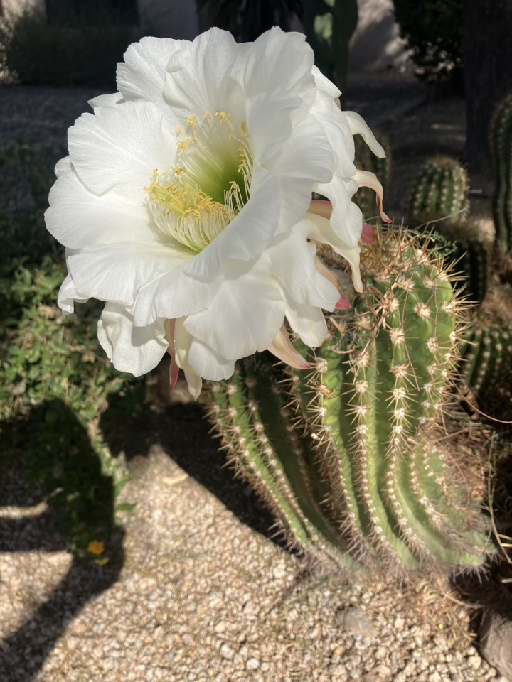 Cactus Flower 2