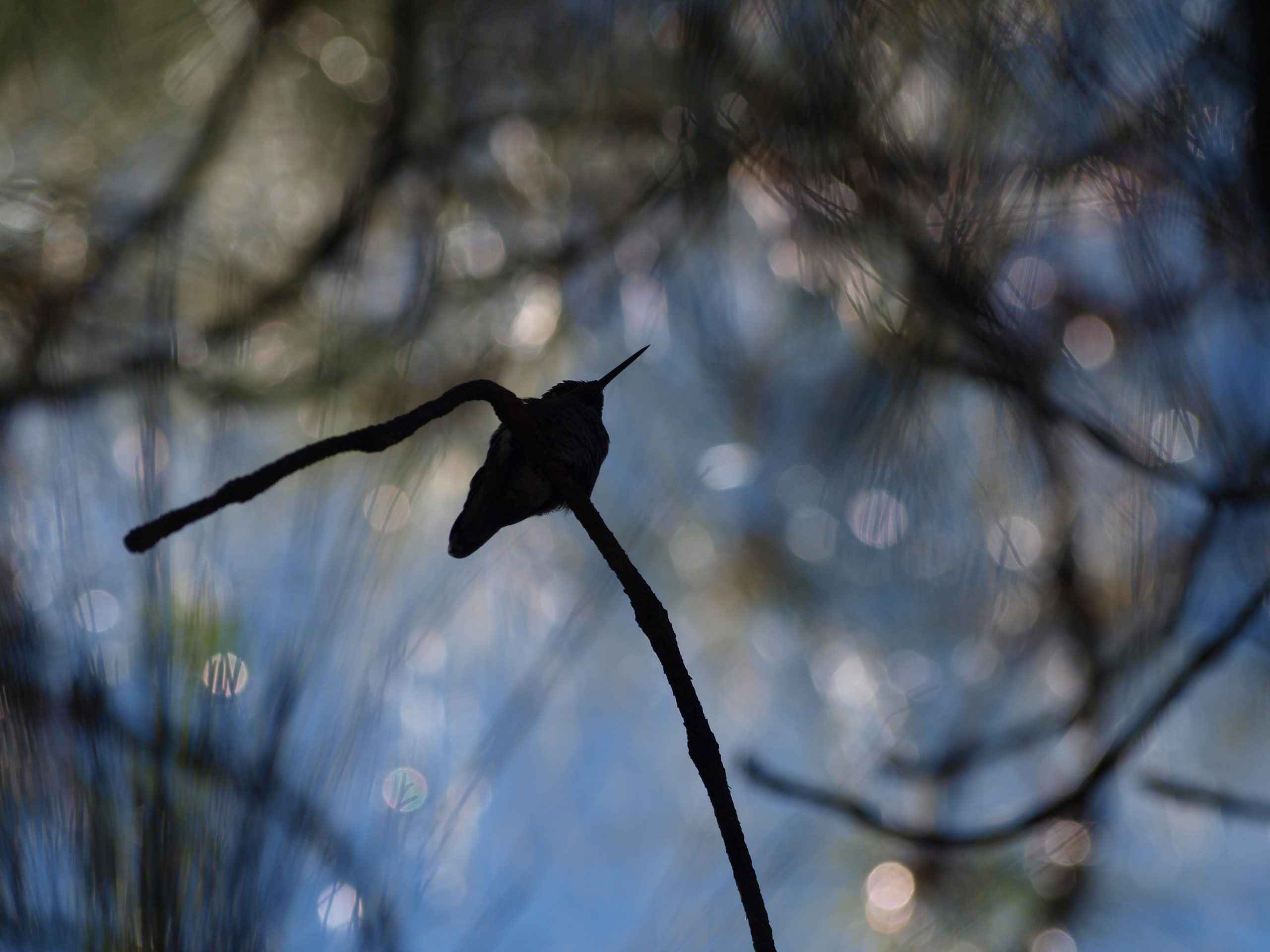 Humming Bird on a Branch