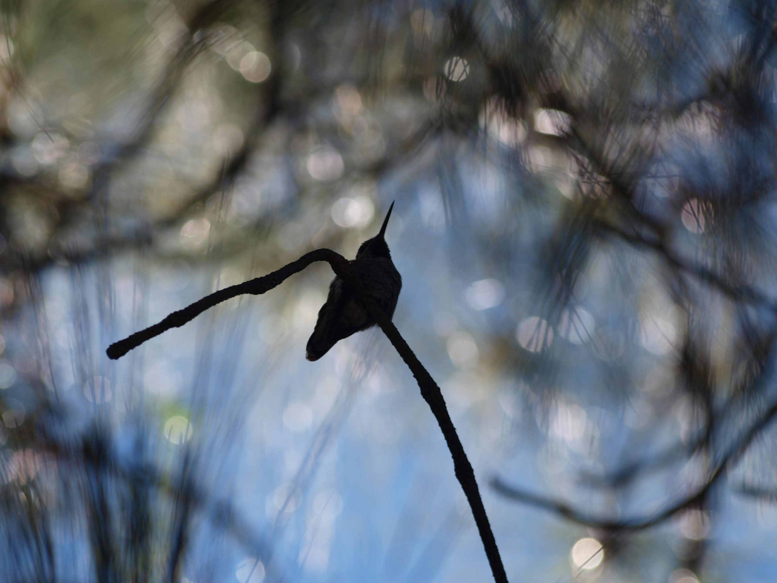 Humming Bird on a Branch
