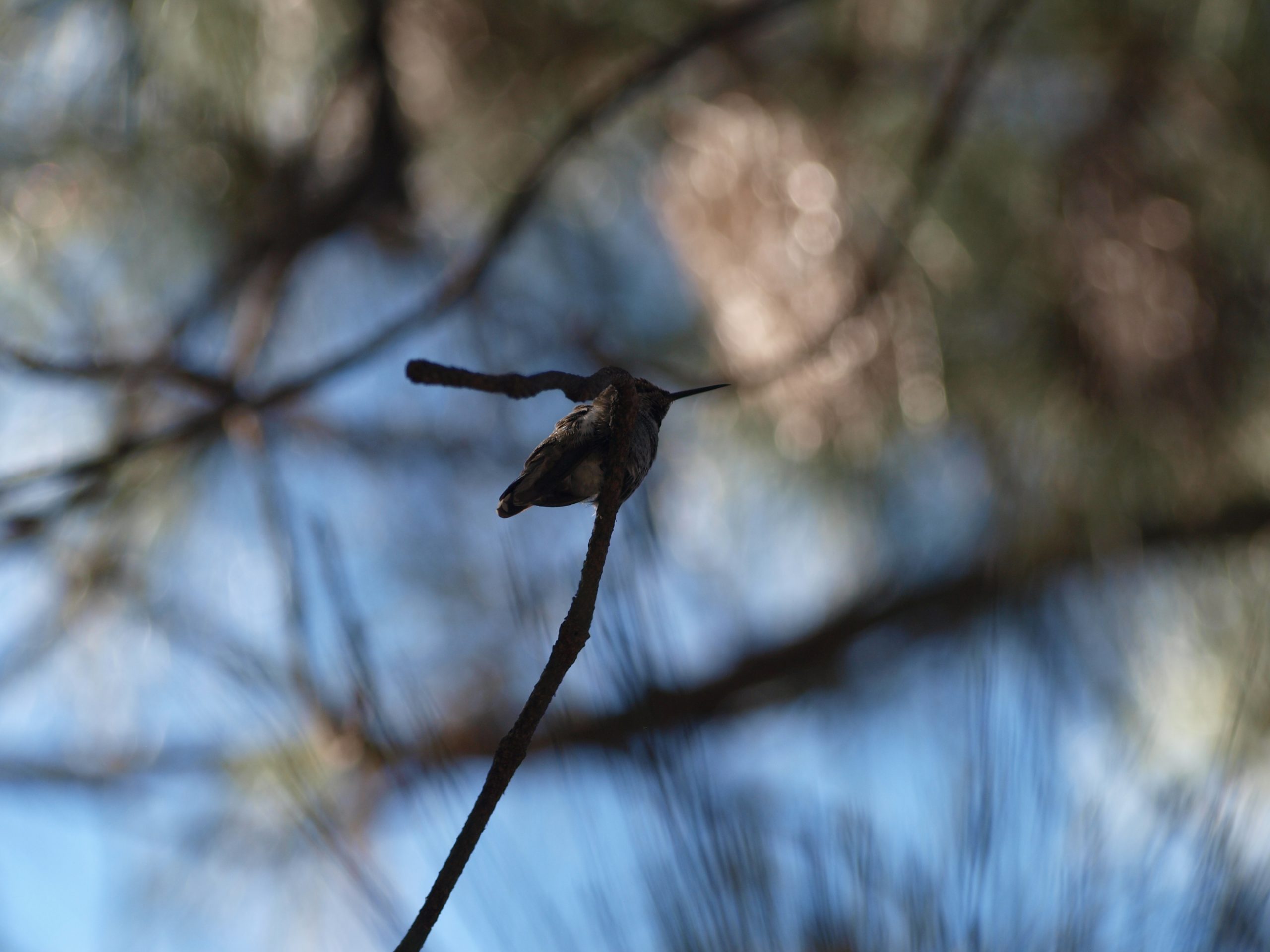 Humming Bird on a Branch