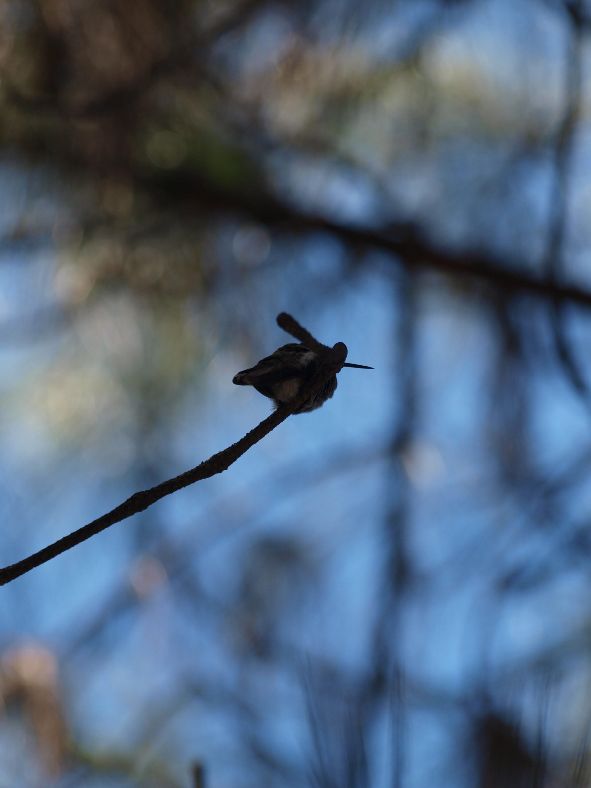 Humming Bird on a Branch