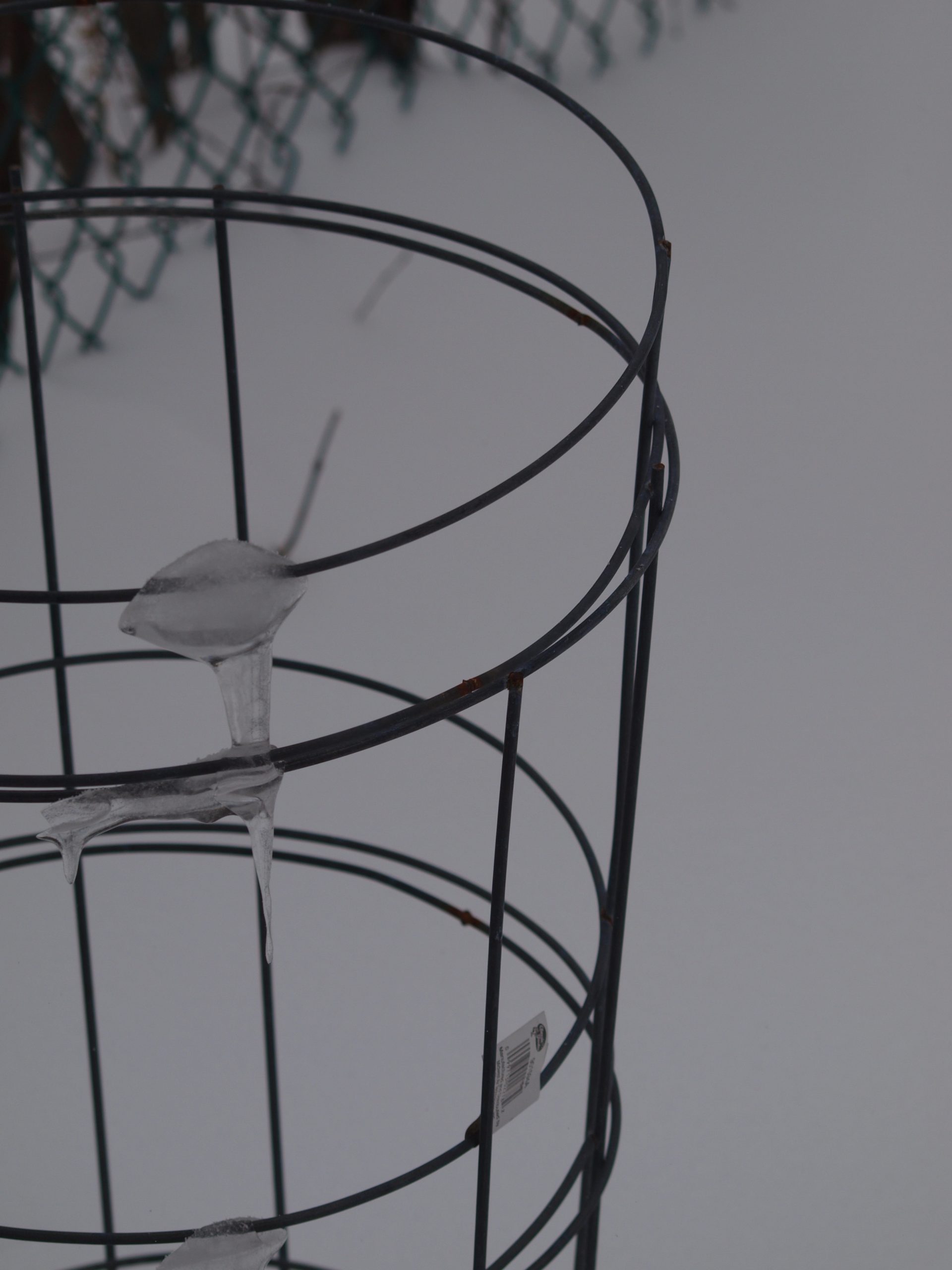 Ice on Tomato Cage